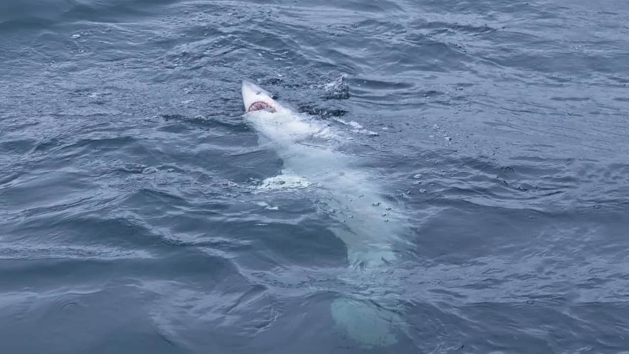 Rekiny na Wyspach Kanaryjskich: Prawda o bezpieczeństwie