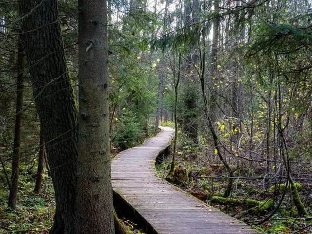Puszcza Knyszyńska: Atrakcje, szlaki, co zobaczyć? Twój przewodnik