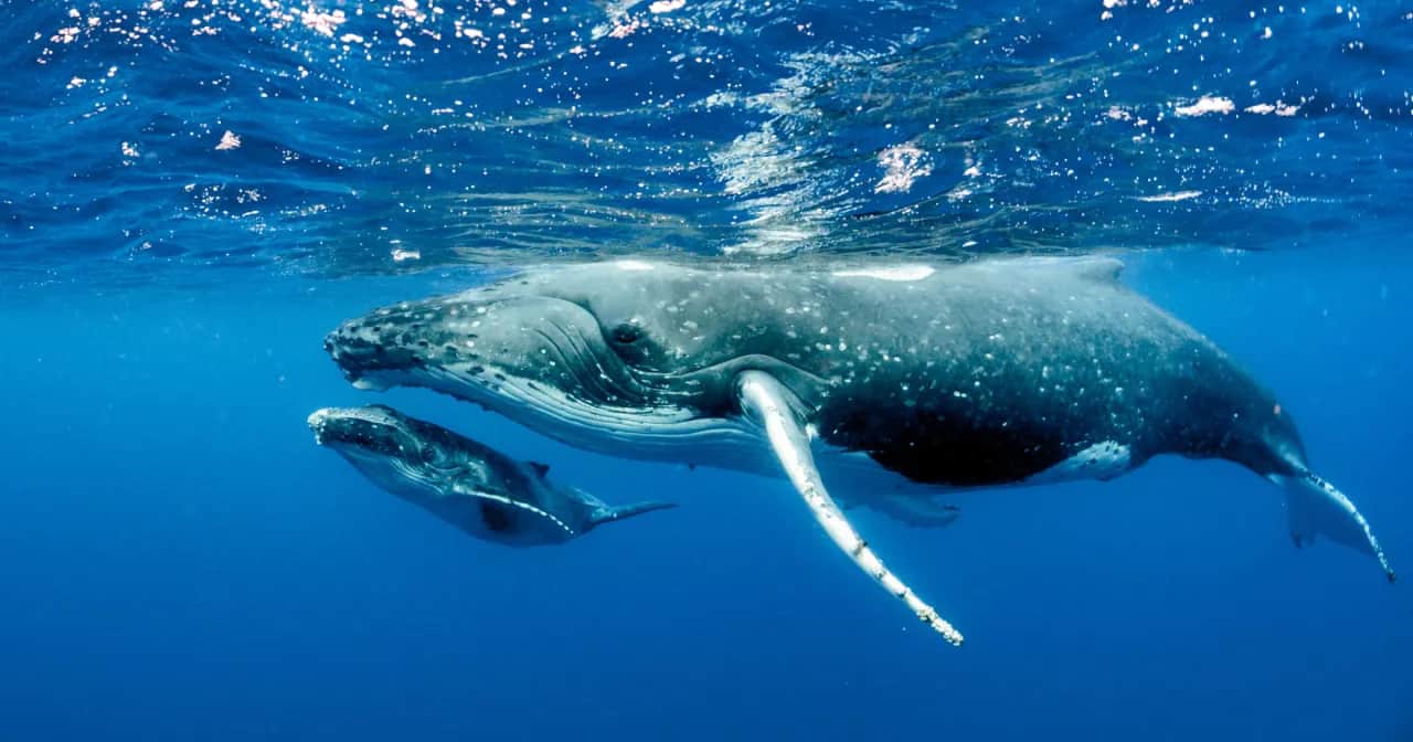 Czy wieloryby żyją w Bałtyku? Prawda o rzadkich wizytach