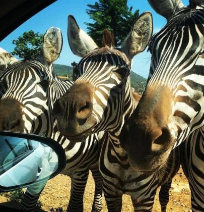 Safari Zoo na Majorce