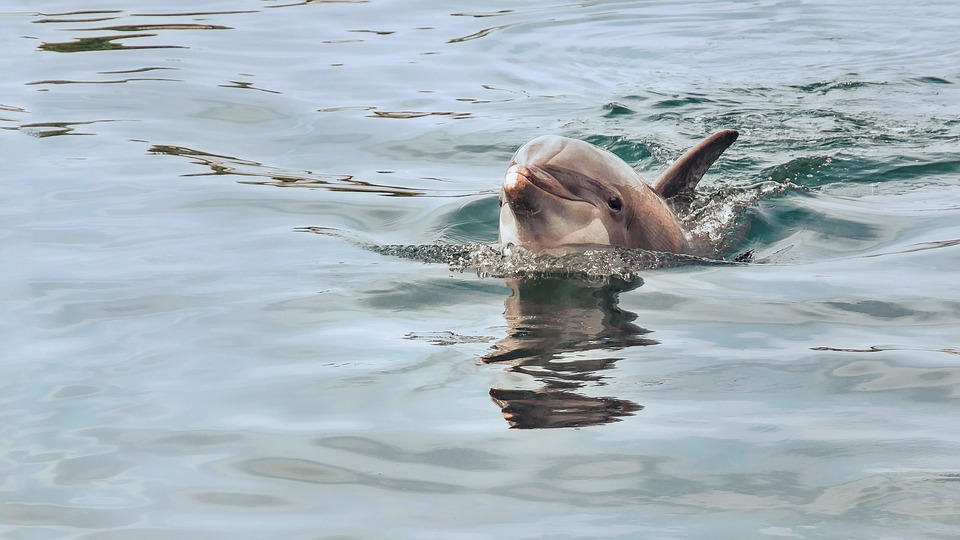 delfiny na majorce